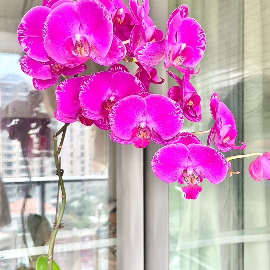 【光芒四射】蝴蝶兰苗子3.5杯带两个花剑丝绒质感大花长花期精品苗