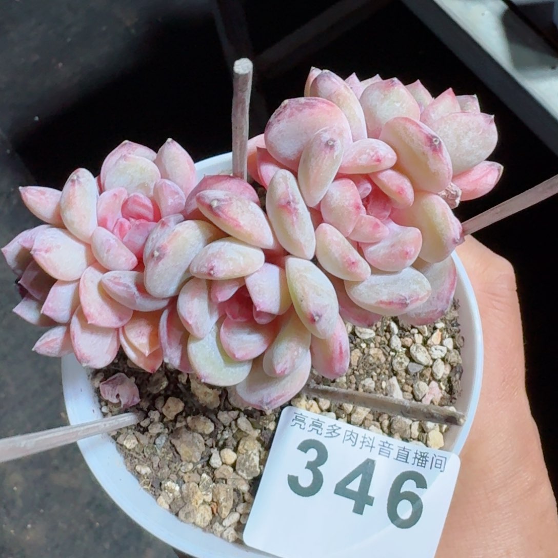 星影群生         精品多肉