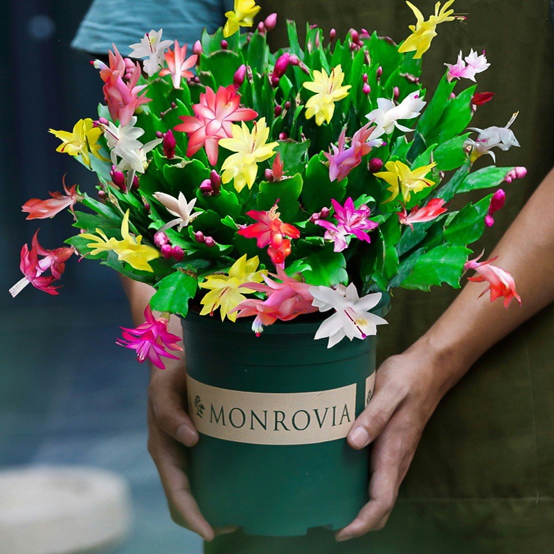 蟹爪兰开花多色花苗绿绿植花期市场大绿植绿植盆栽花卉绿植高级感