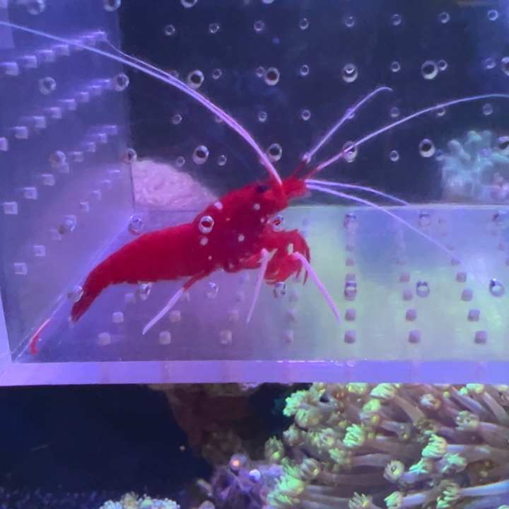 海水鱼火焰虾165 包装10运费20