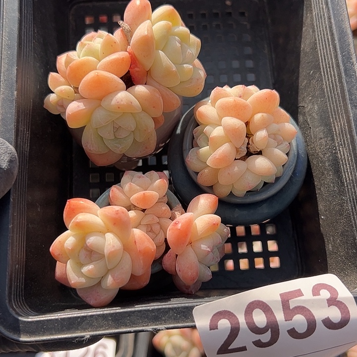 2953，三个四头冰玉带盆发的