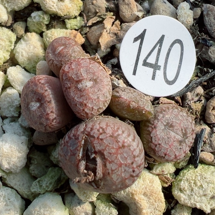 140干1111的一1111111