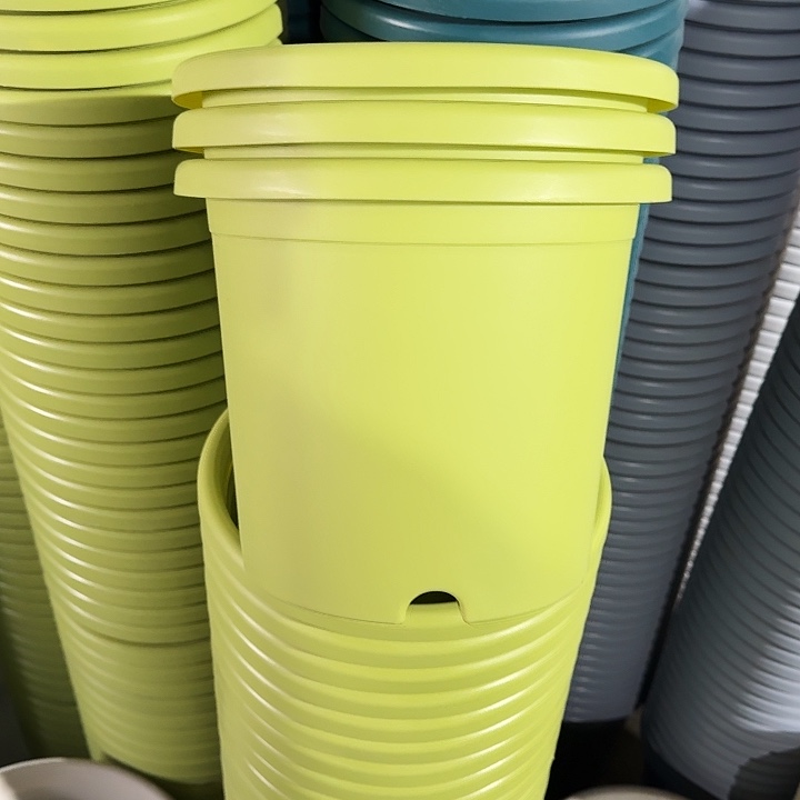 四季4#果绿6个。3#果绿10个无托