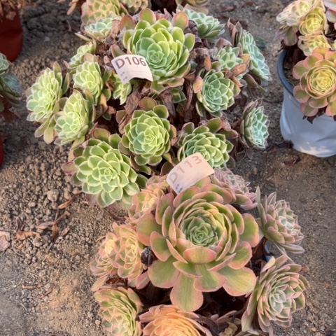 多肉植物孔雀翎花月夜
