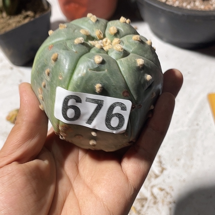 无根百676号仙人球