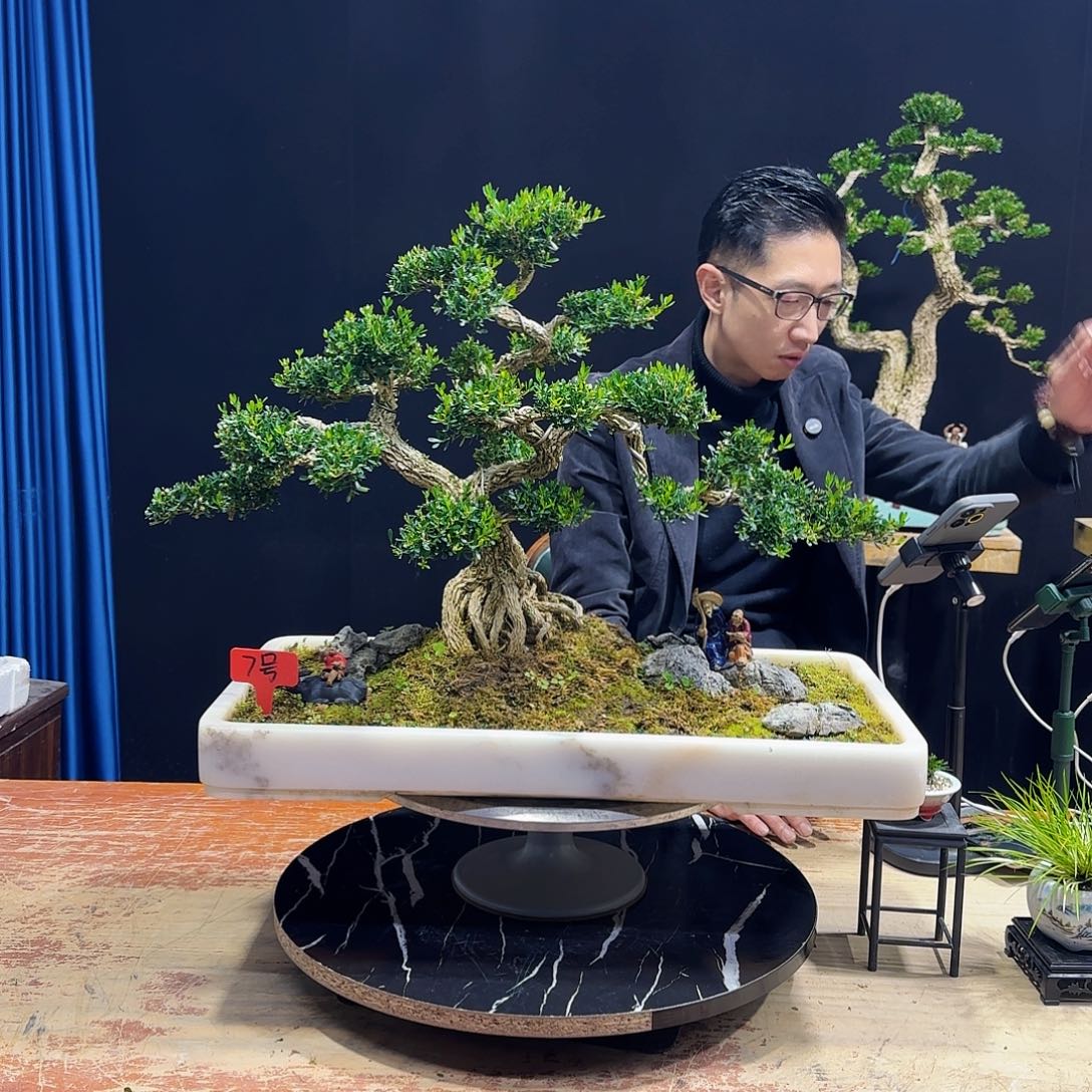 黄杨室内室外盆景艺术