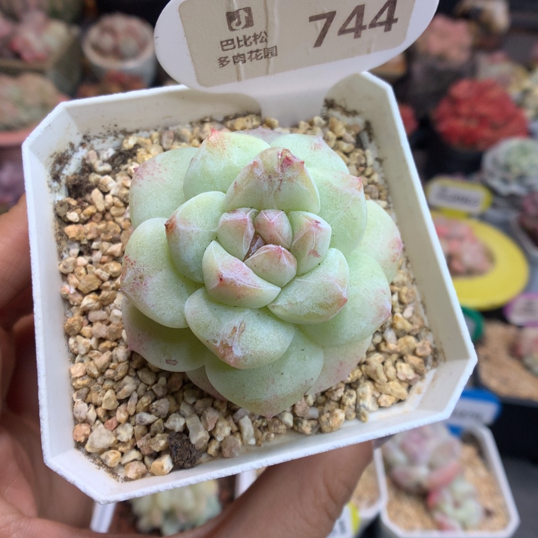 744冰玉适合新年快乐