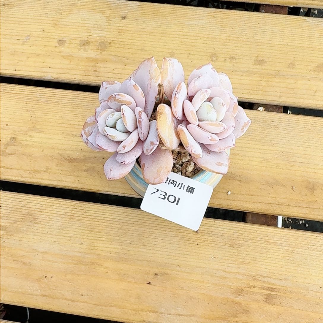 馨**乖多肉植物奶茶双头老桩带盆7301