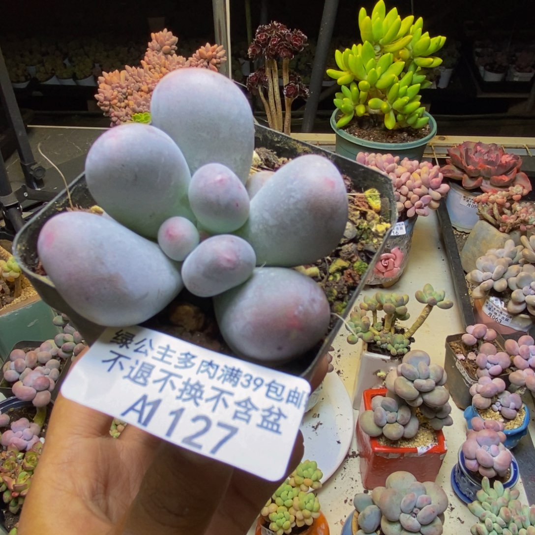 127米可奶多肉5cm