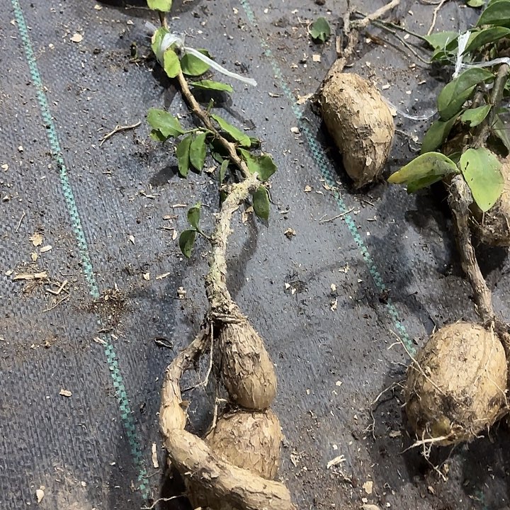 行***至当前无花栽培后可以开花