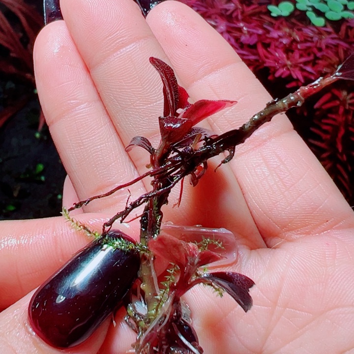 福利17号福利价植物一头