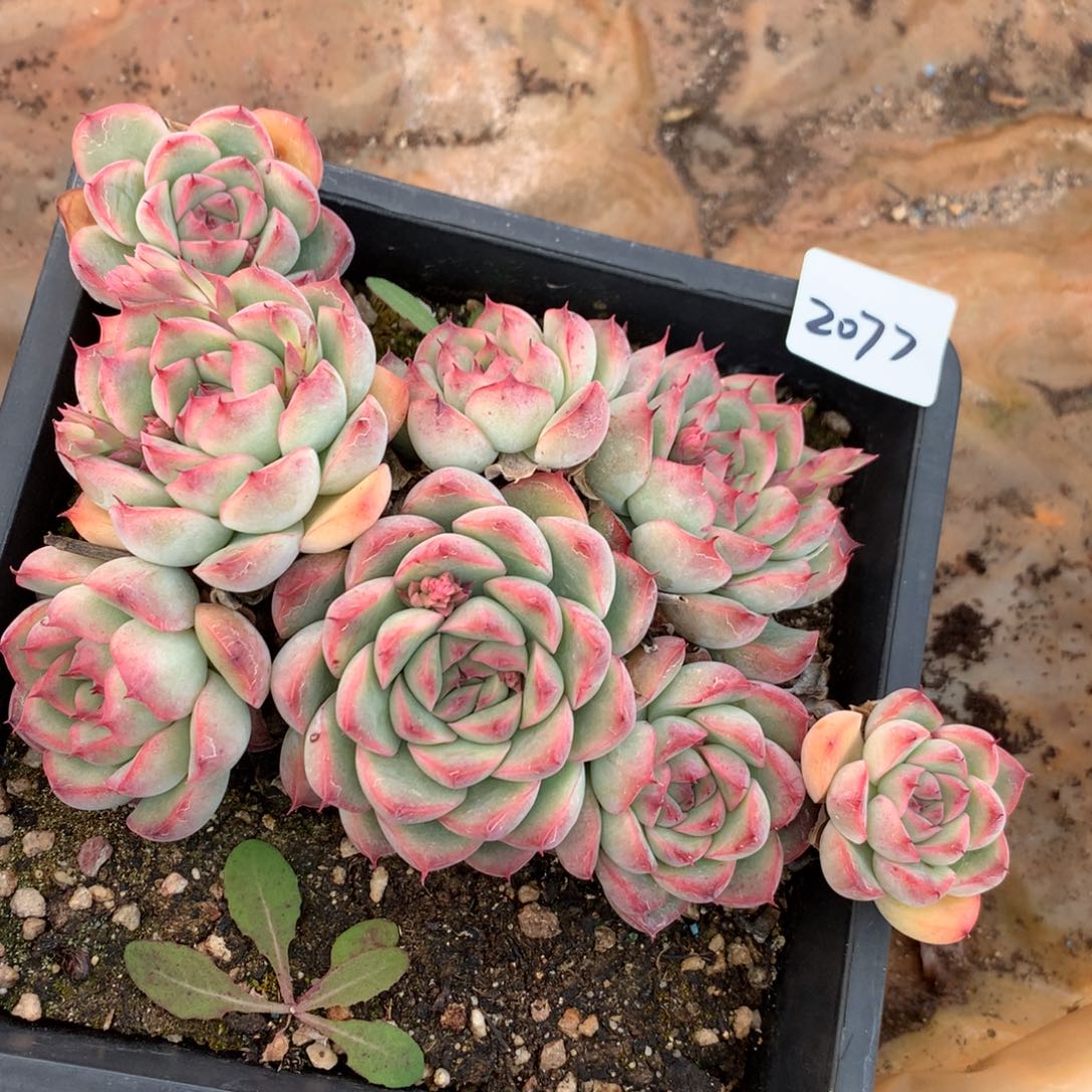 2077杂交多肉老桩