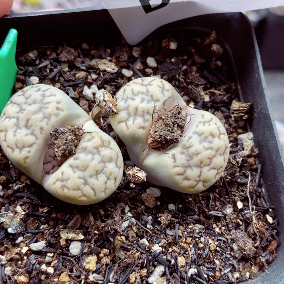 我的小姐姐们都是我的115