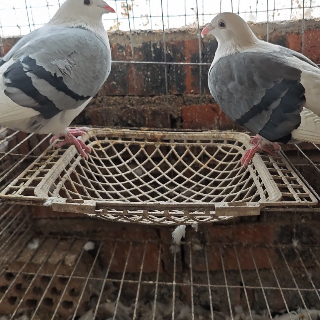 1中国大陆包装肉鸽乳鸽