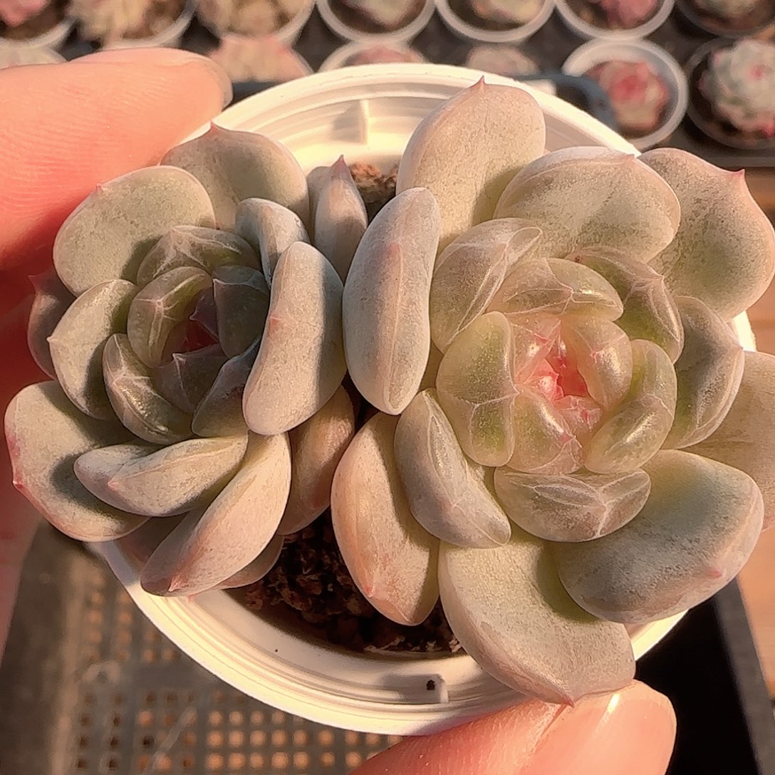 多肉1205-208白恋