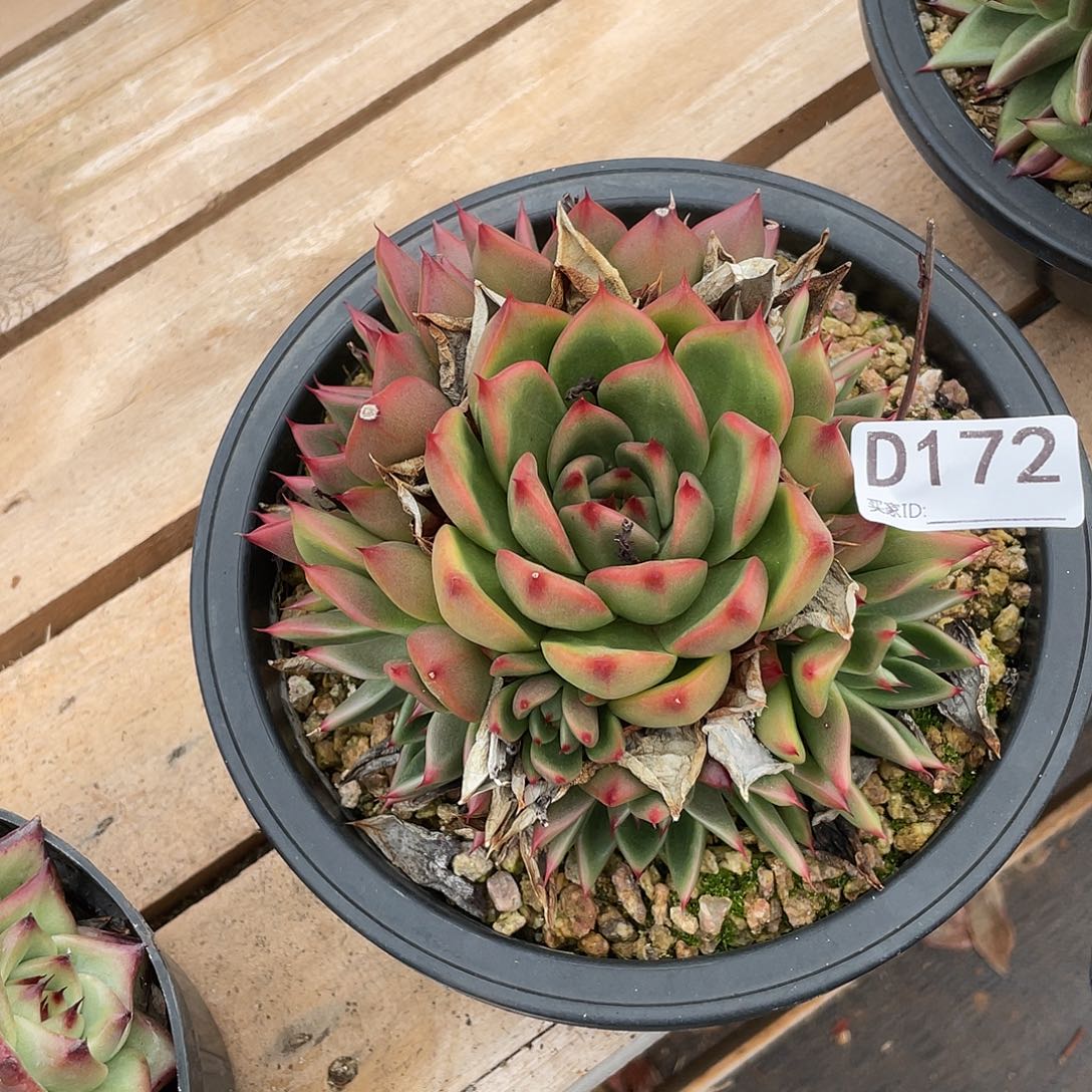 若如东云单拍D172