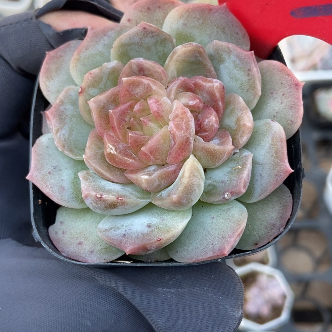 983梦幻泡影多肉植物