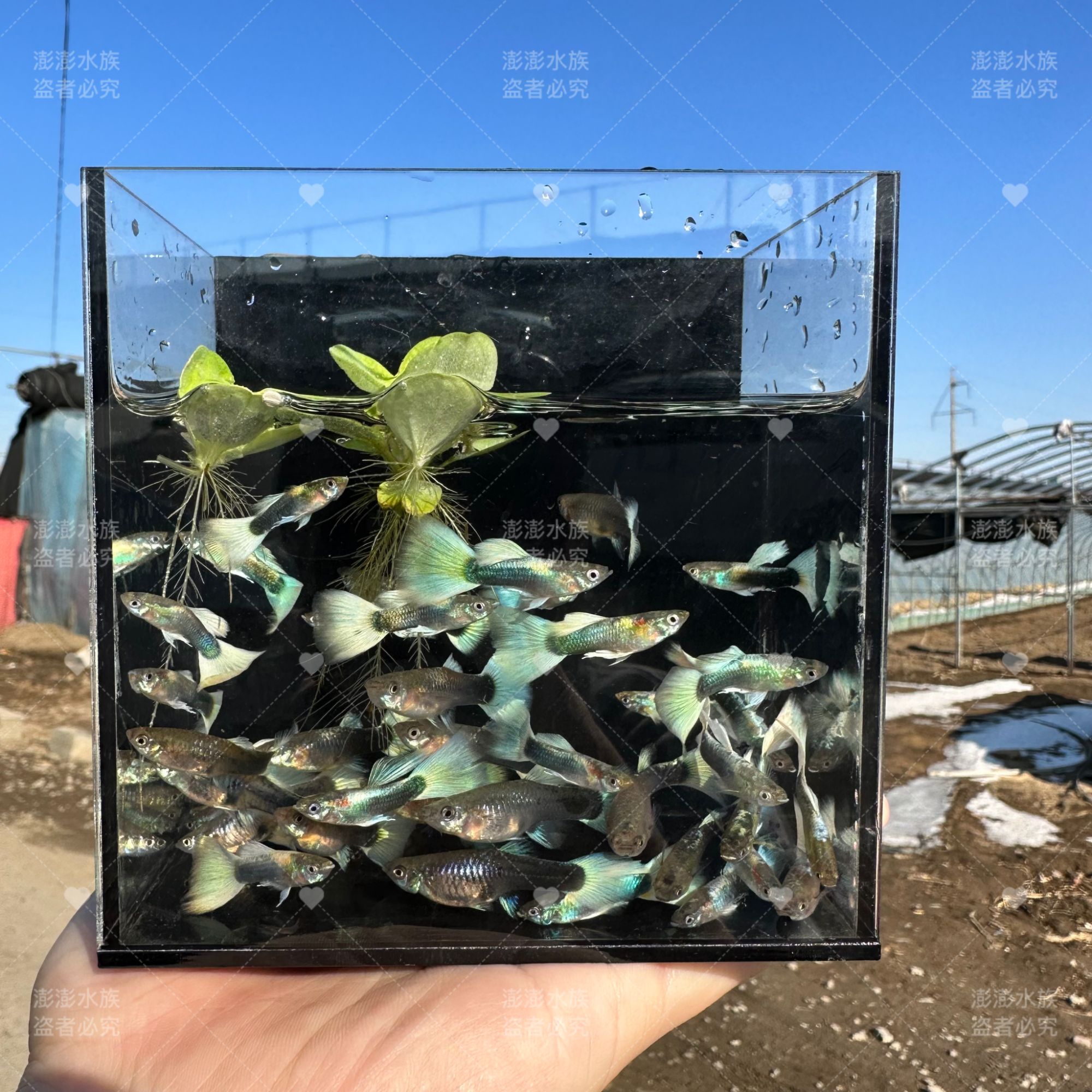 象牙白孔雀鱼2-3cm精品小型热带观赏鱼胎生怀孕母鱼黄礼服好养