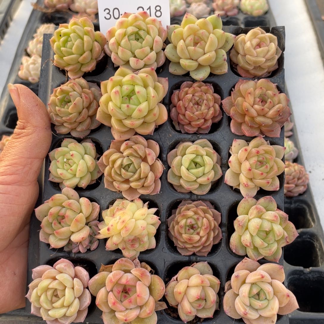 酱*一物一拍20颗小苗30-218