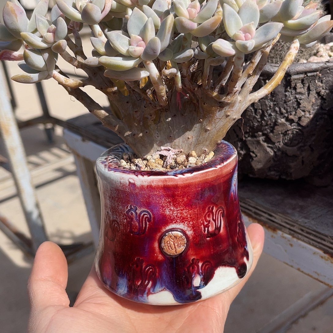 不含肉 孤品 私藏品 内口5 百搭