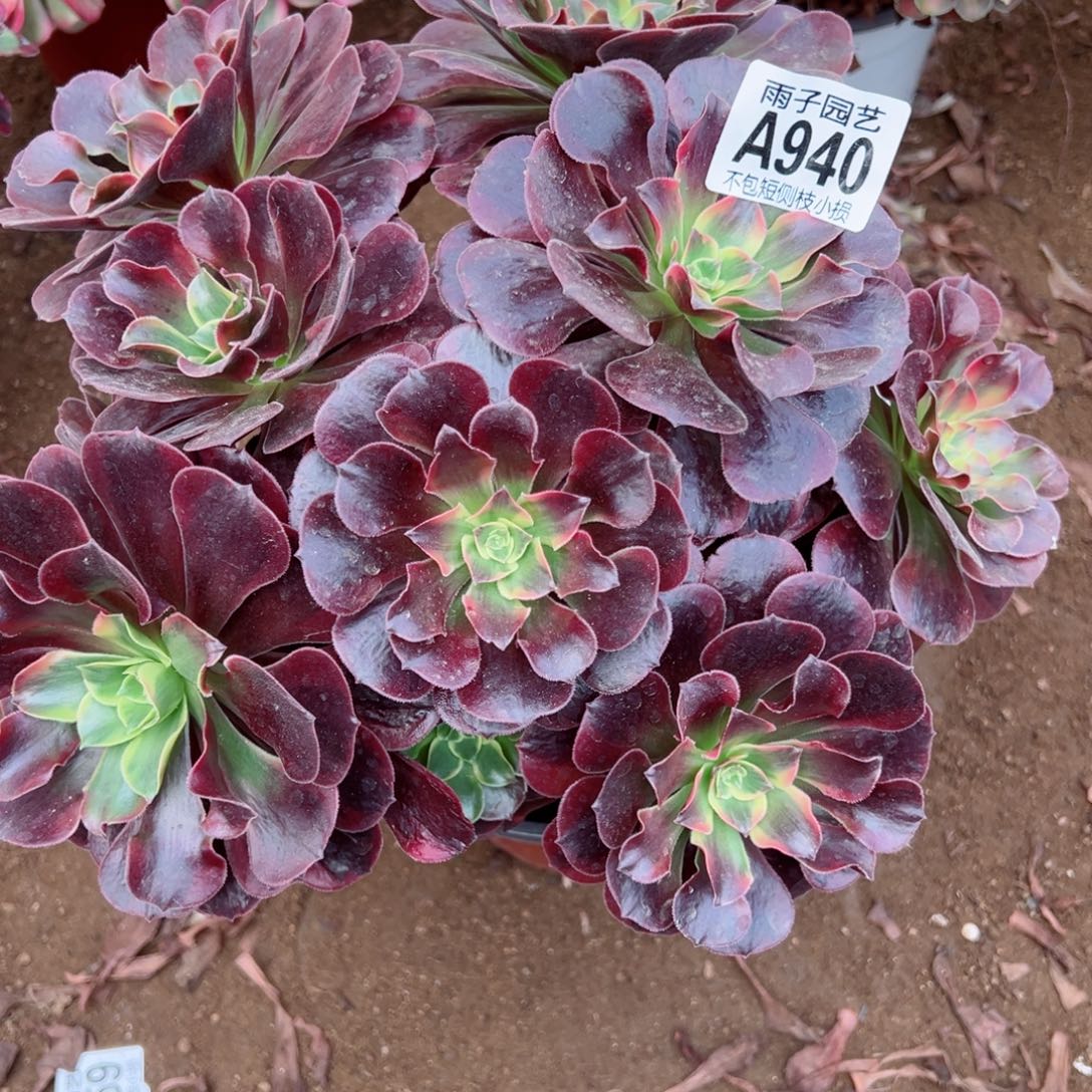 940凤冠尺寸20左右