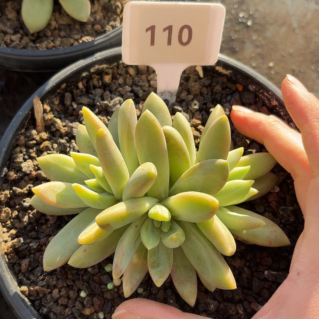 多维奇999999999999999