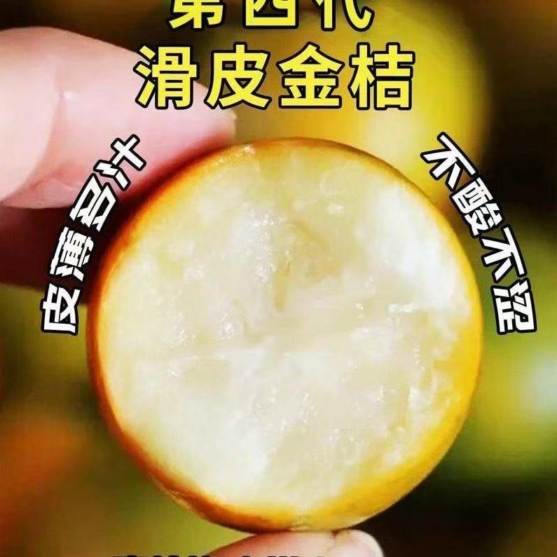 正宗广西第四代大叶滑皮金桔树苗