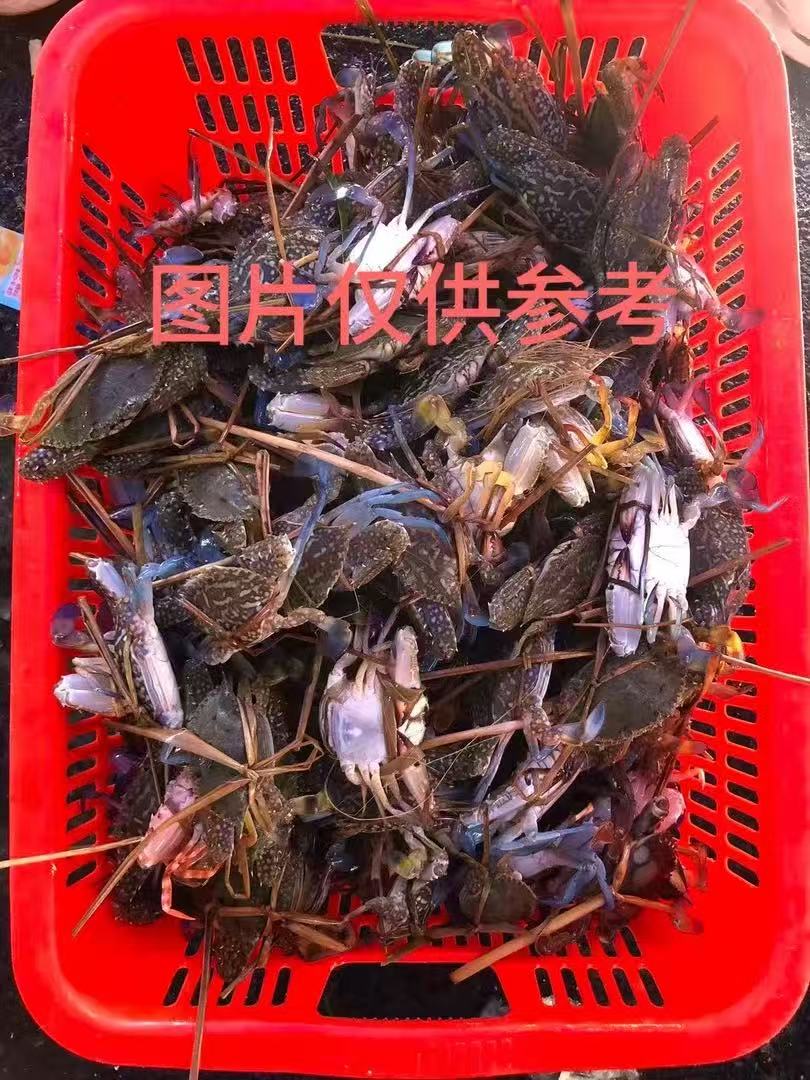 【渔大鲜】广东阳江东平近海小花蟹 包鲜不包活，活蟹冻发