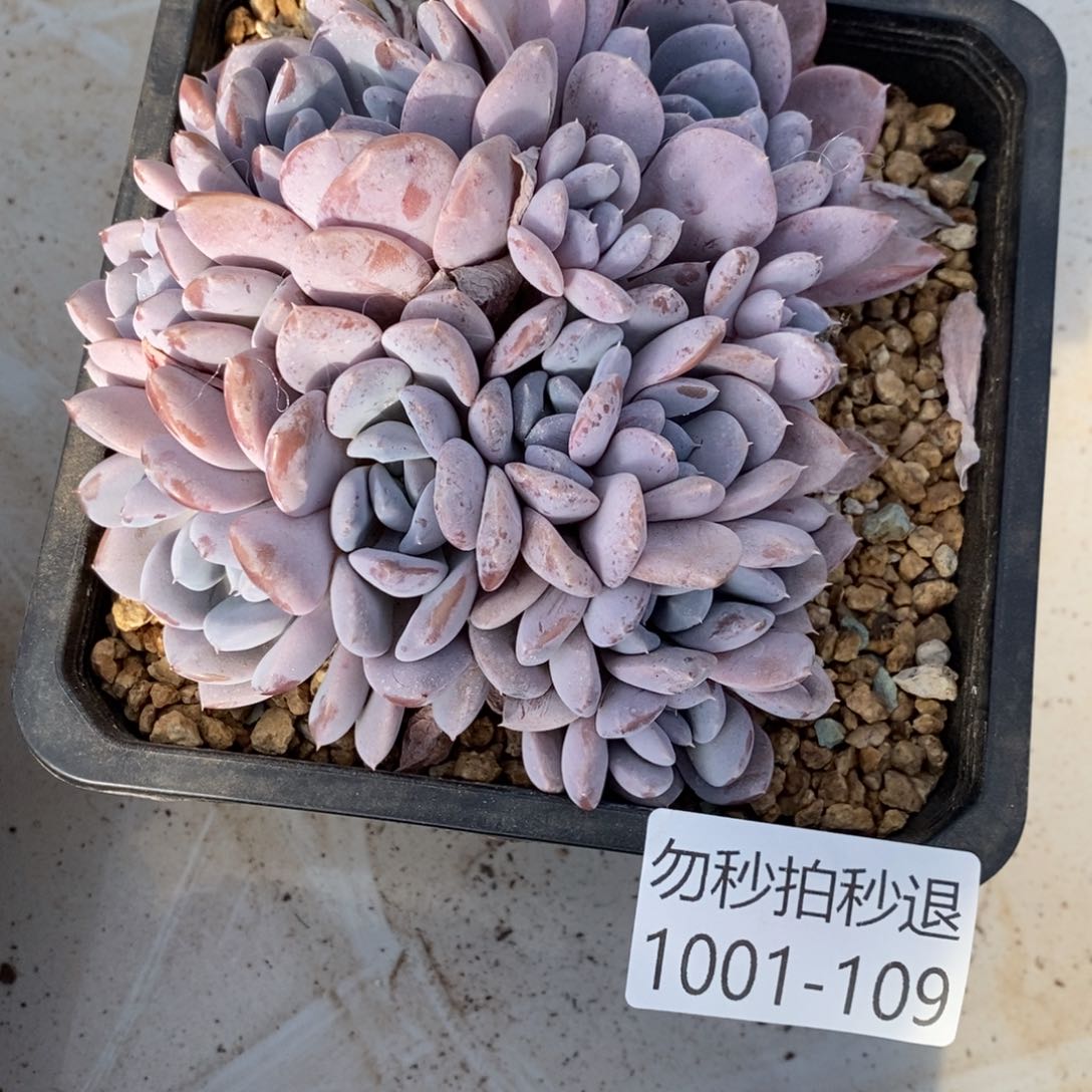 两单包邮0101-109菩提