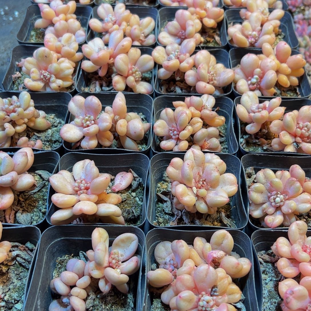 219多肉葡萄的味道是真的