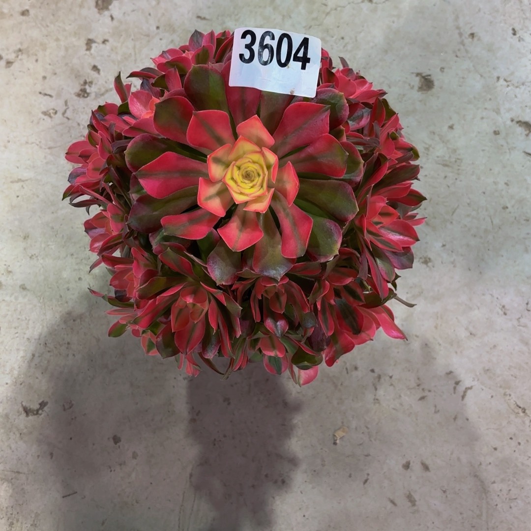 无花朵3604香妃1111111