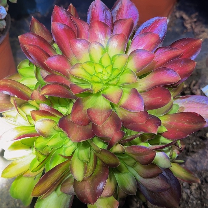 韶华捧花亏本福利