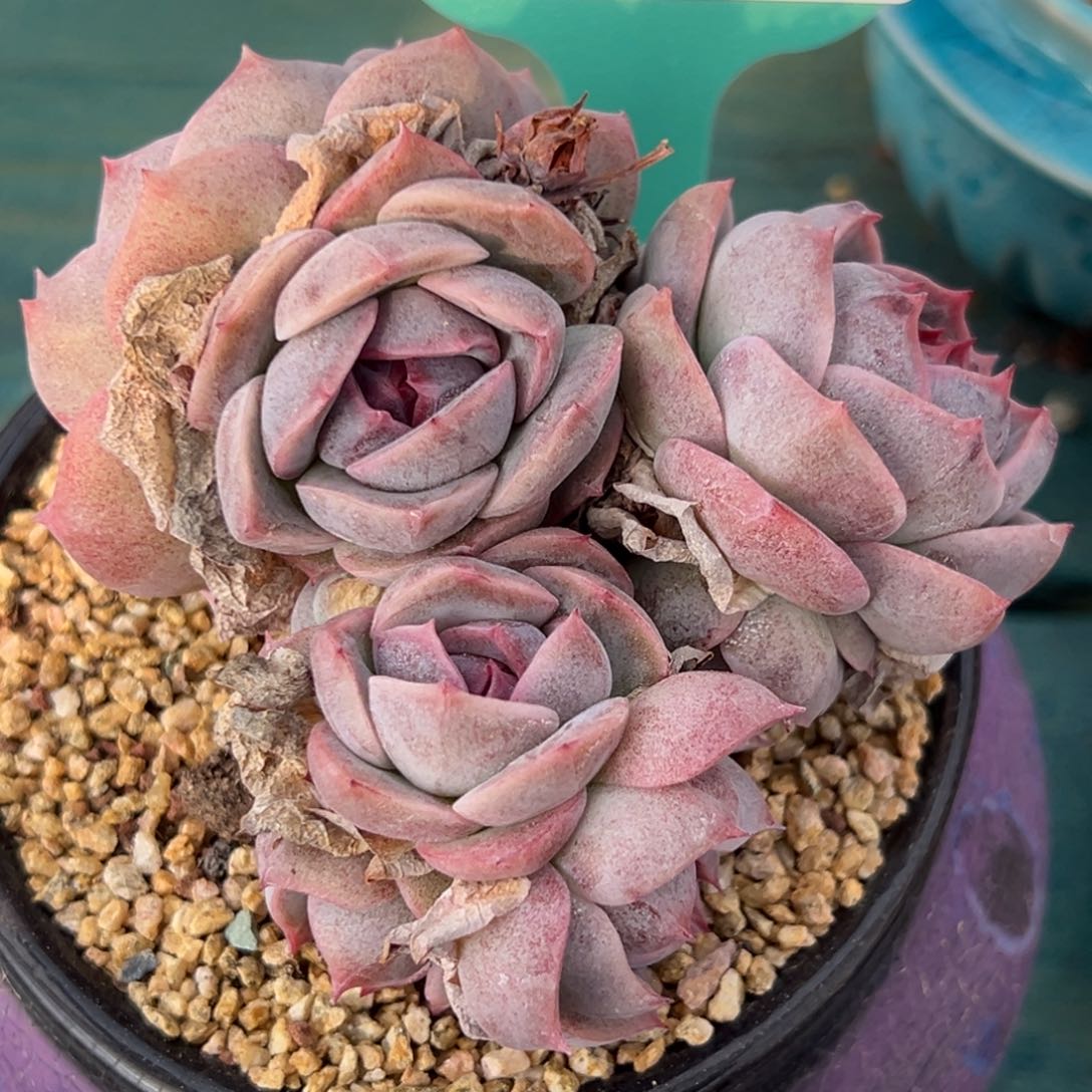 傻**名从前慢多肉精选编号0217.59