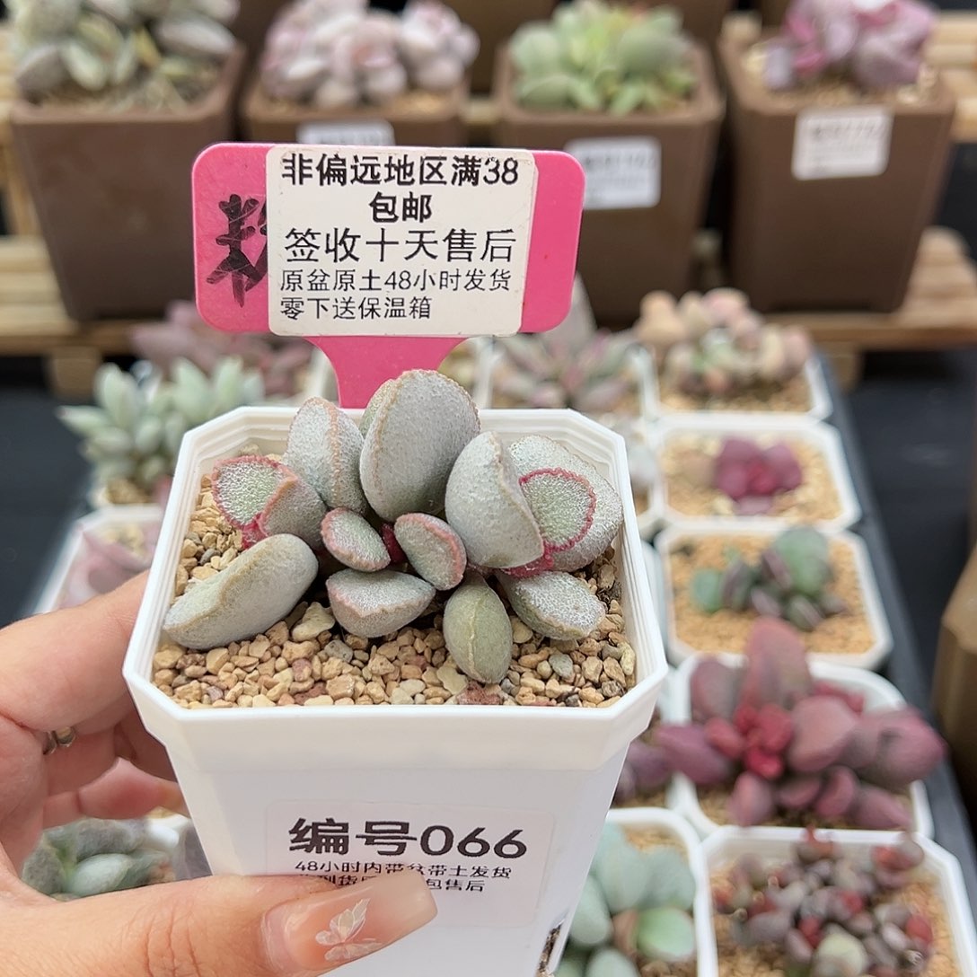 066磨砂蛋900号多肉植物