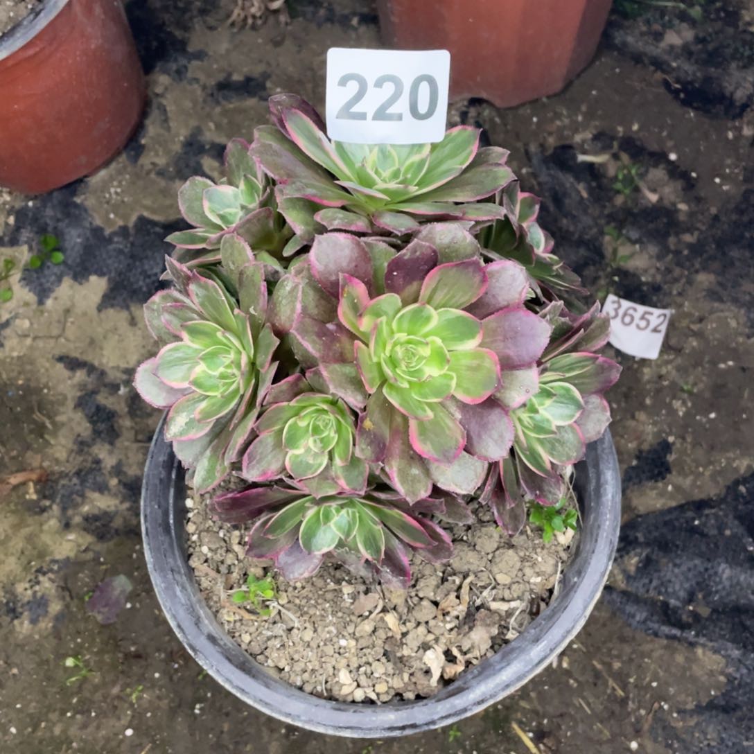 220号莲花座有砍过头