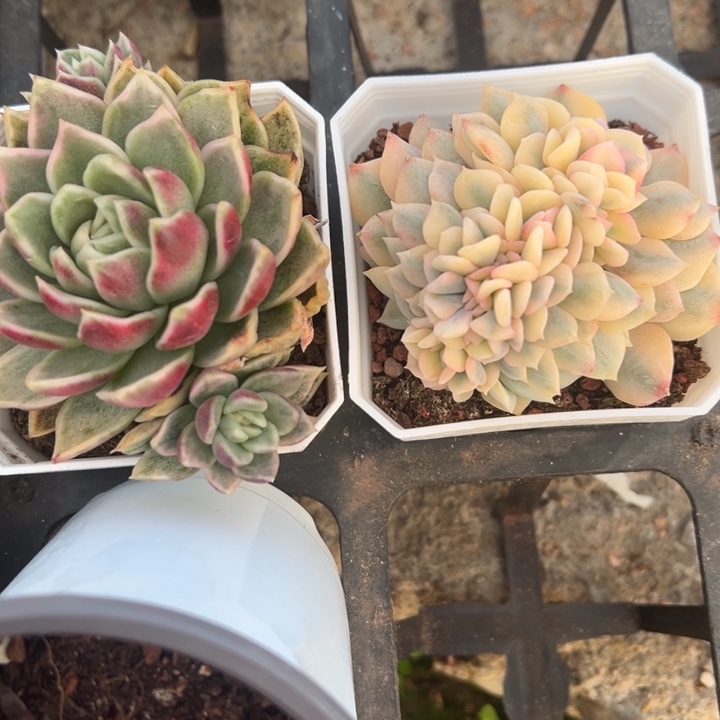 雪精灵缀多肉植物604