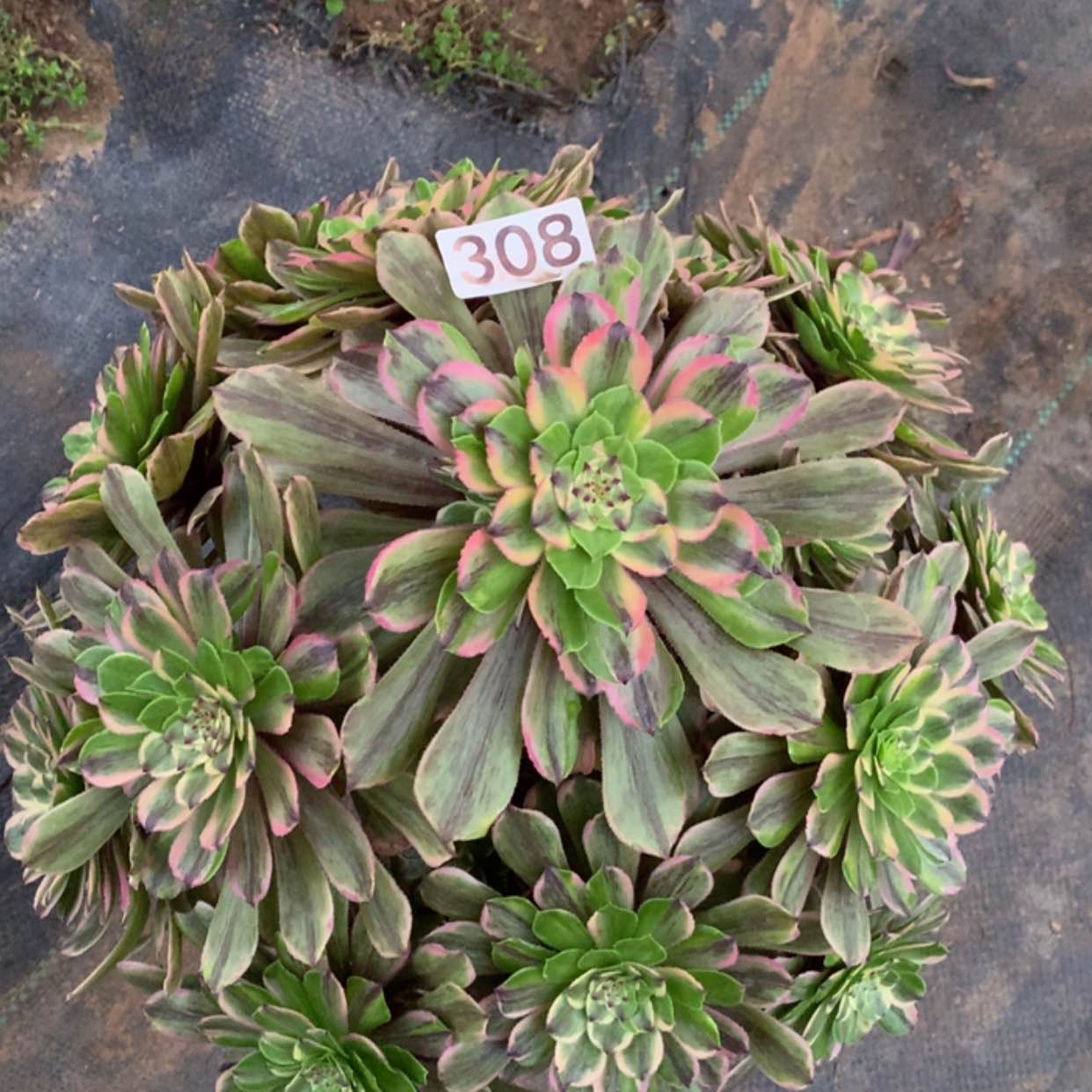 【闪购商品】308粉黛