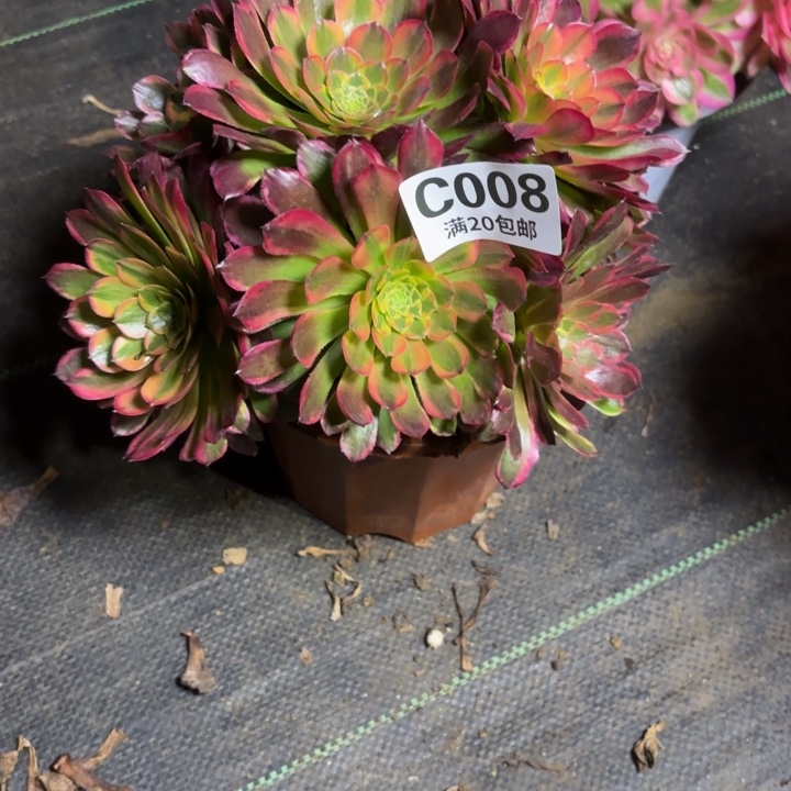 瑞妈一物一拍008