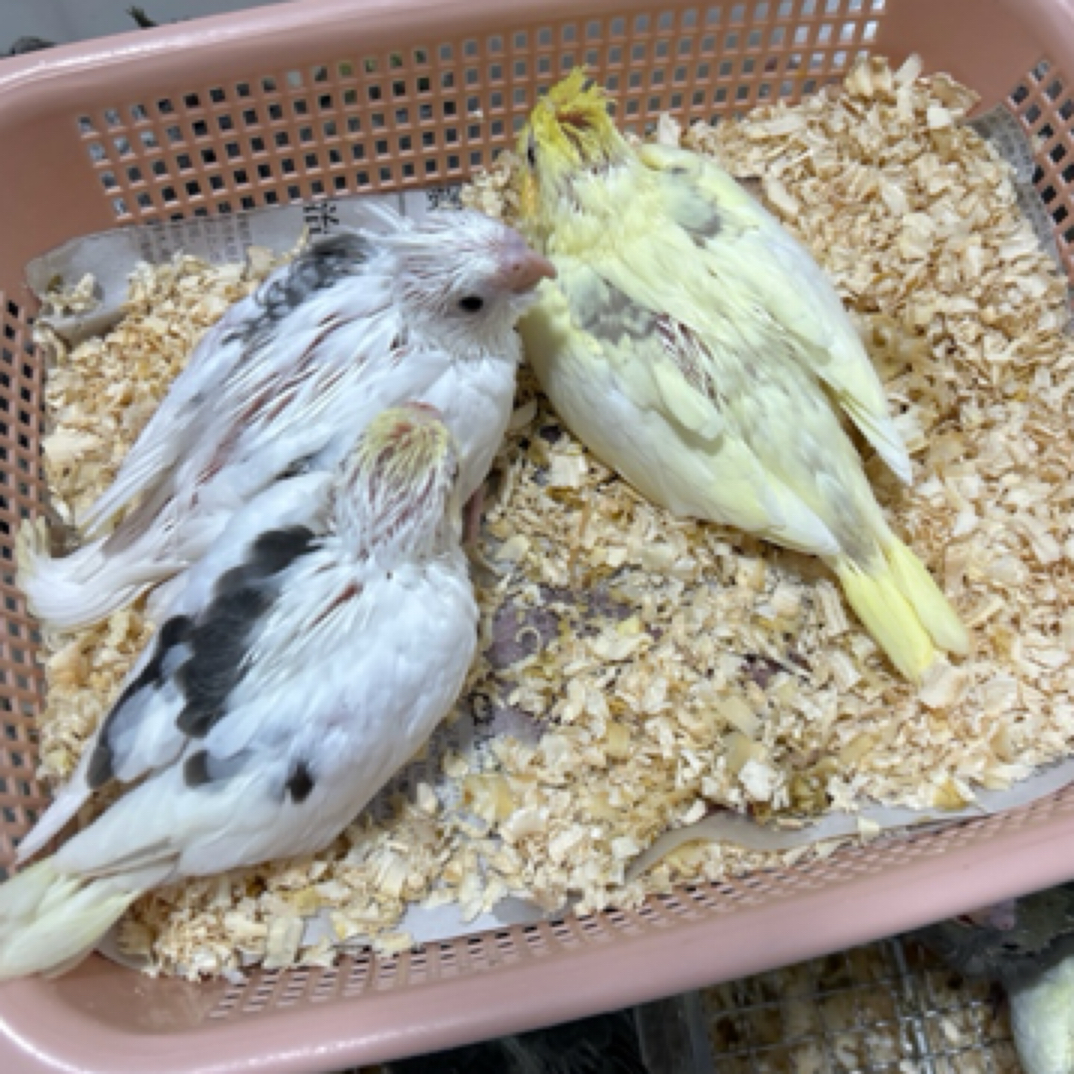 玄风鹦鹉雏鸟牡丹大头虎皮半毛小鸟说话宠物鸟亲人手养半毛