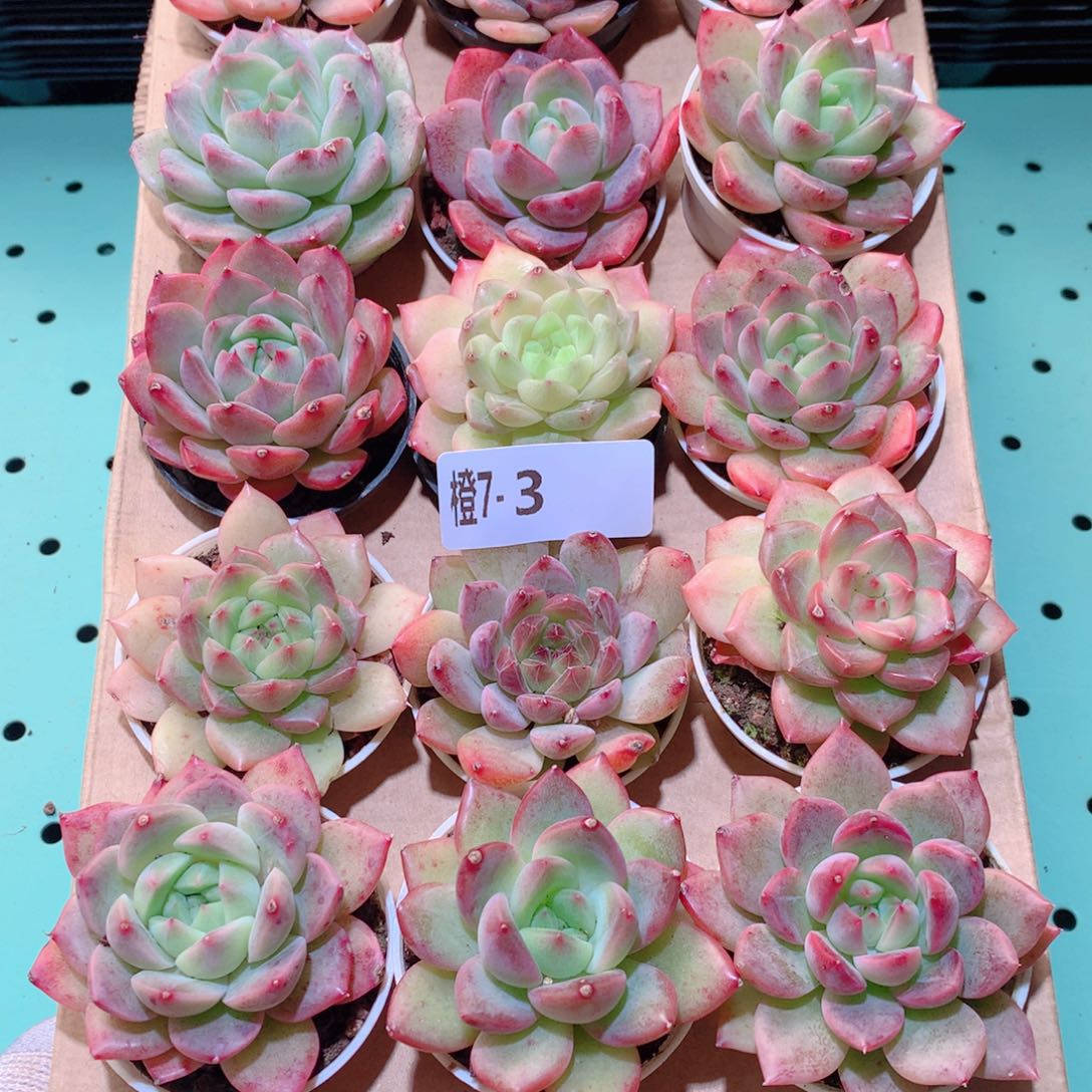 7-3一物一拍多肉带盆18颗