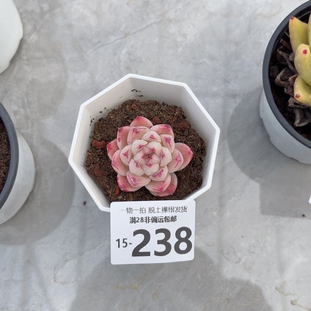 如梦令老桩多肉多肉