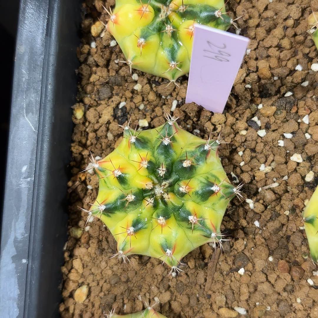 泰国米哈299-0126