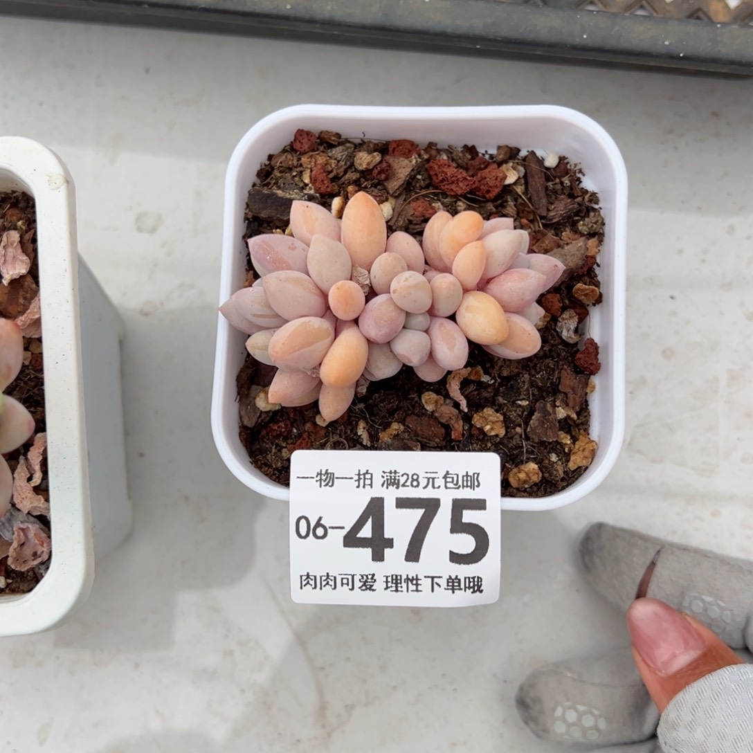 汤圆多肉多肉多肉多肉