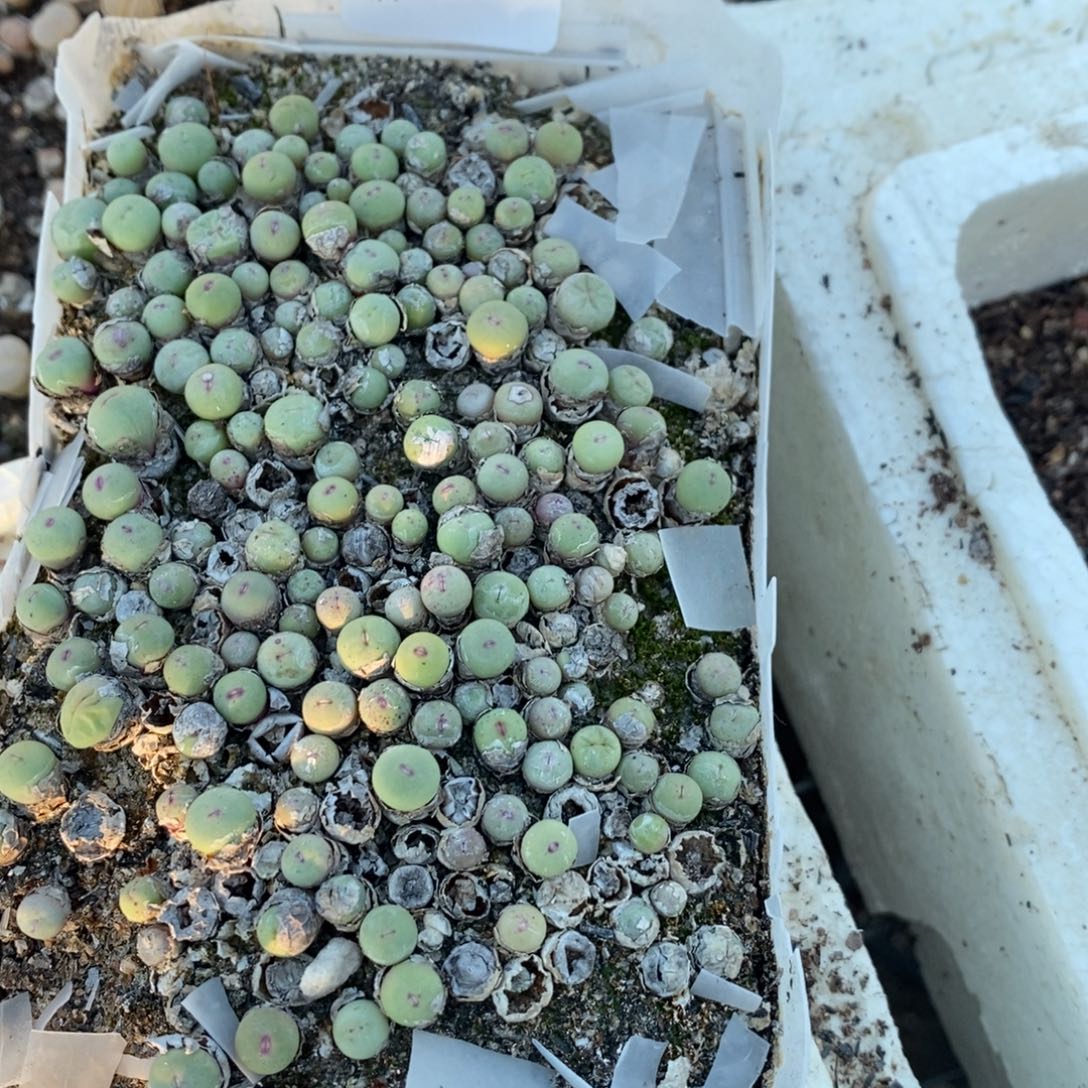 多肉蛋炒饭感谢您相伴073