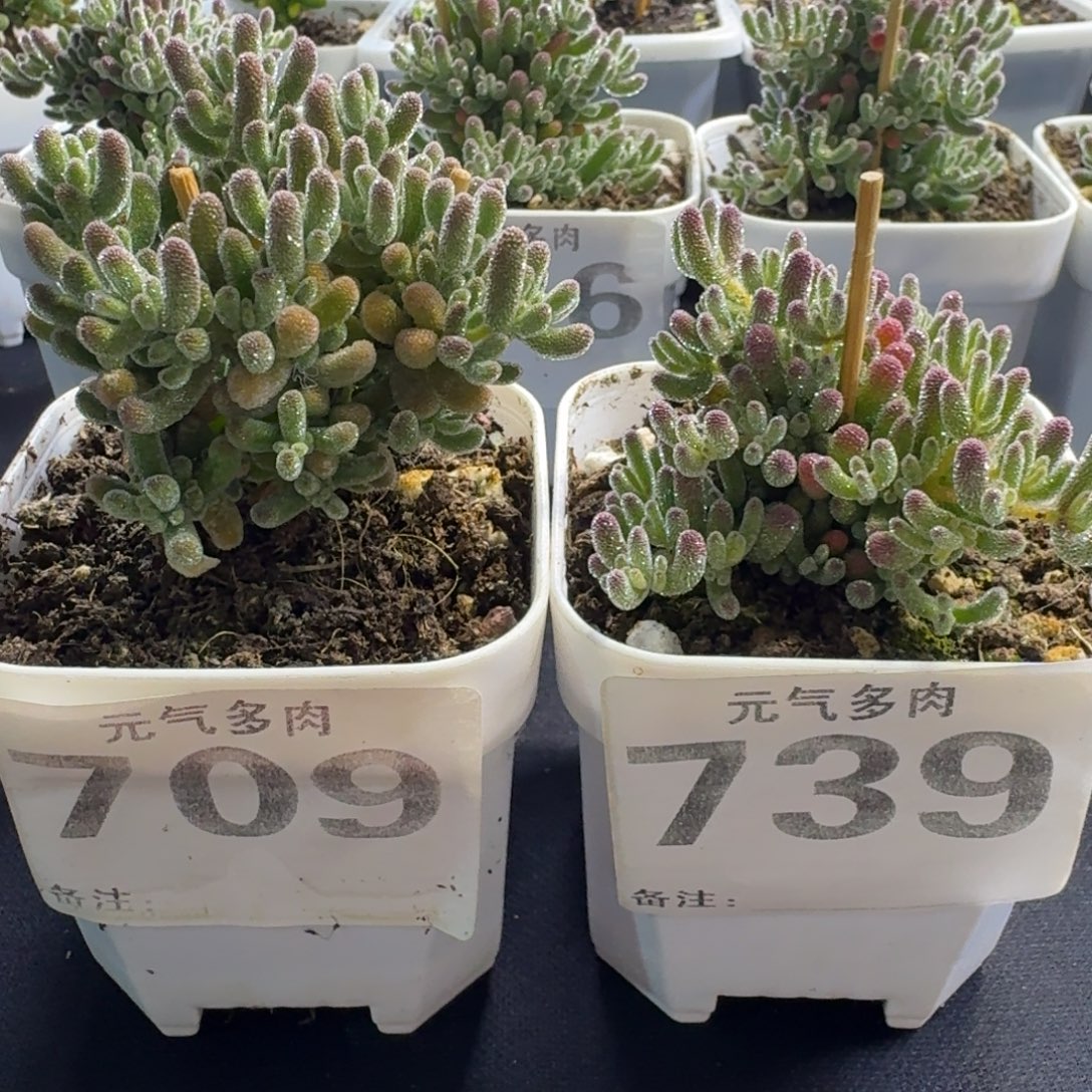 枝干枝干枝干枝干