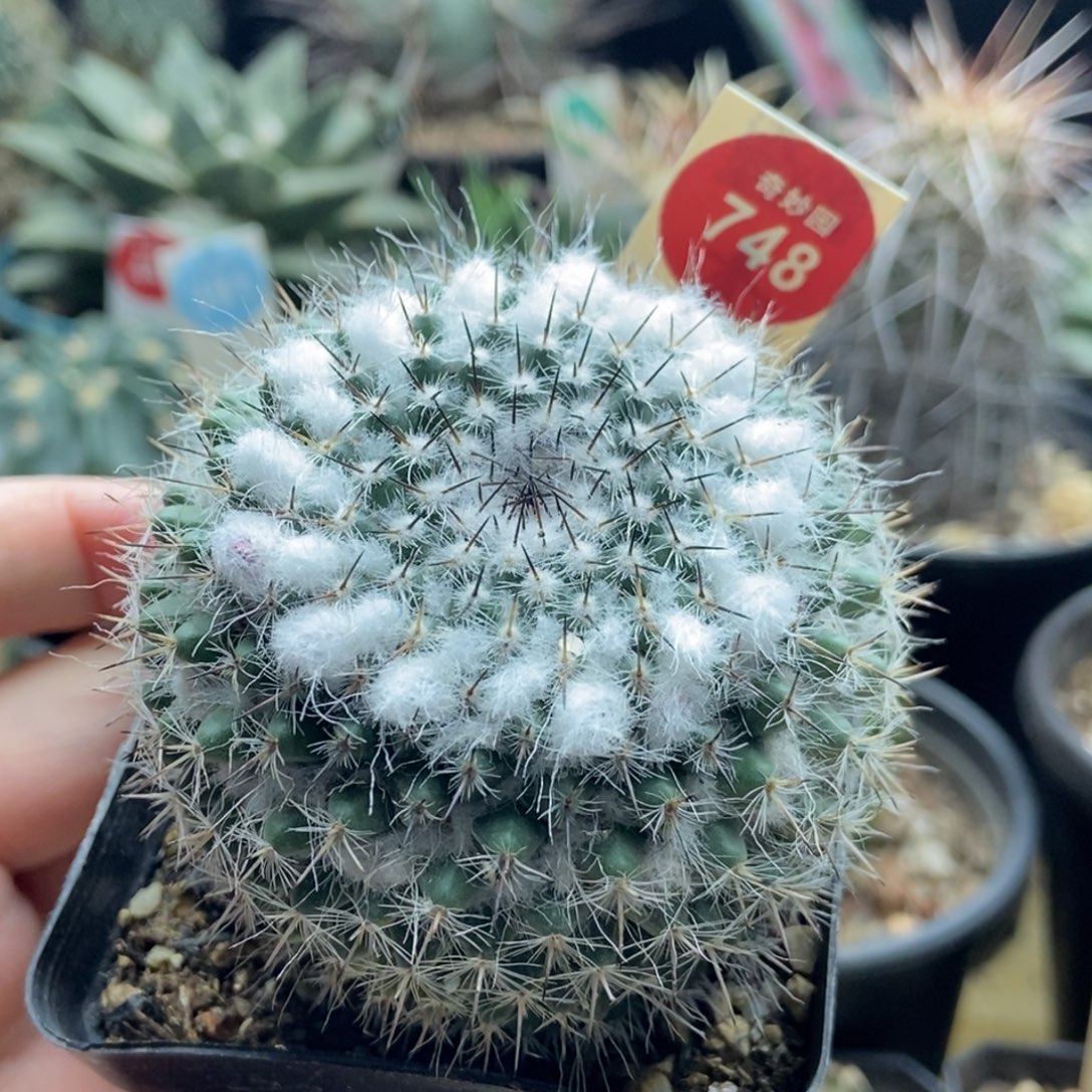 实生雪顶银河6.3cm一棵仙人球