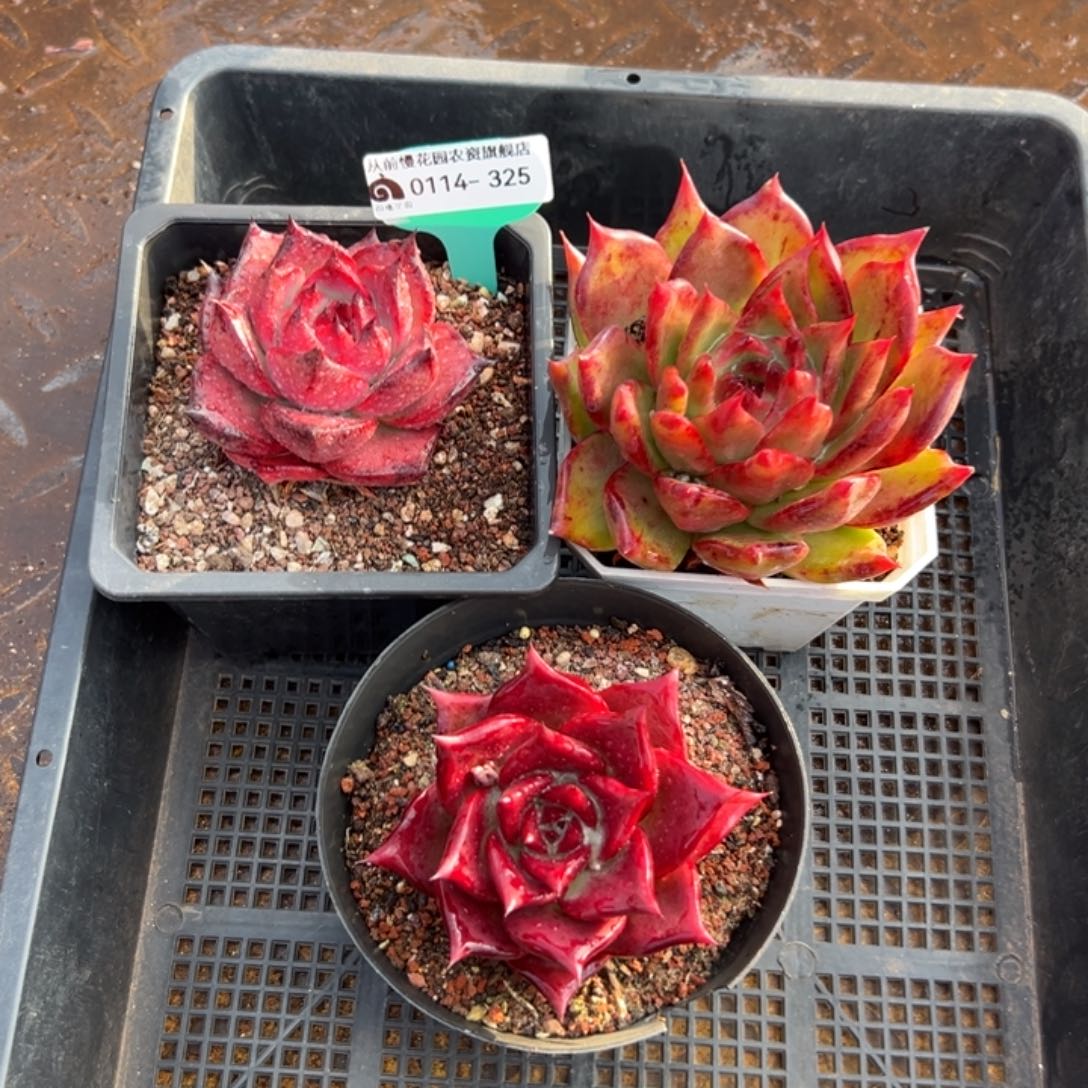 多肉精选编号0114.325