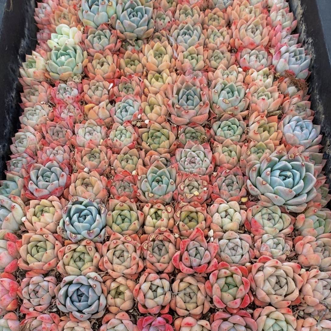 509点人气爆棚的时候