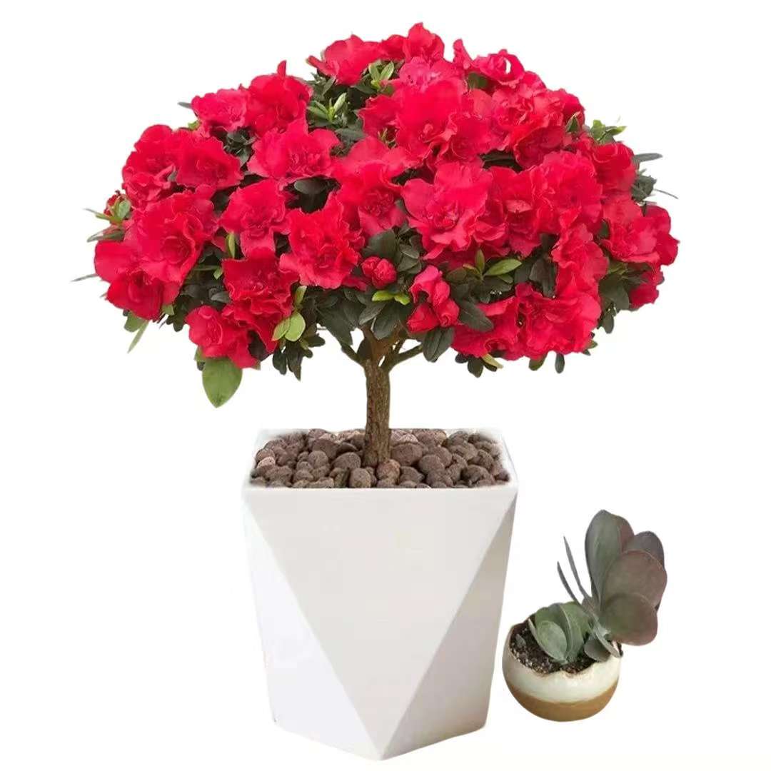 【带花苞】独杆杜鹃苗盆栽四季种植好养活花卉