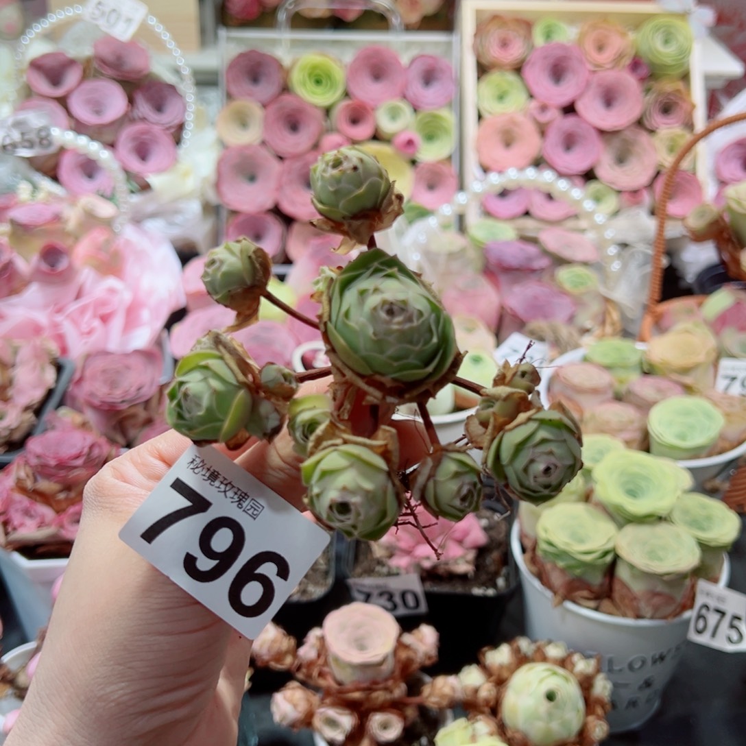 796蜜雪特殊桃子体飘枝群。   一物一拍